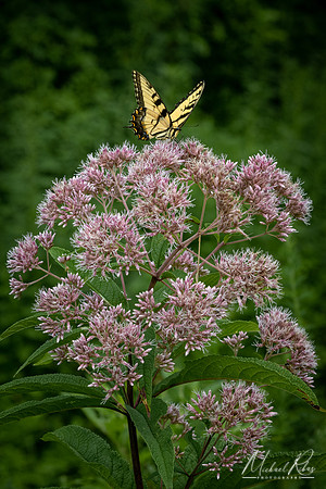 Yellow Swallowtail (2022)