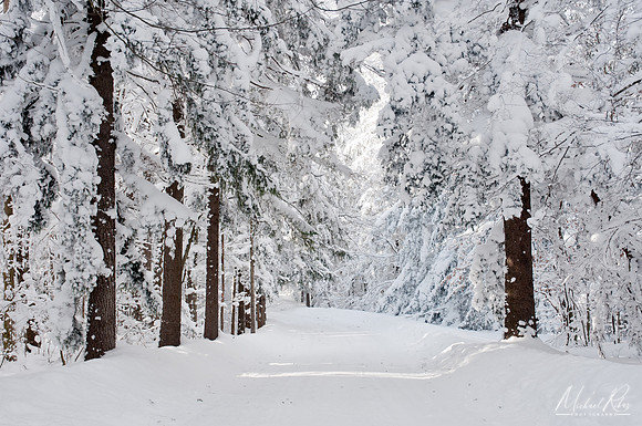 Snowy Forest Road