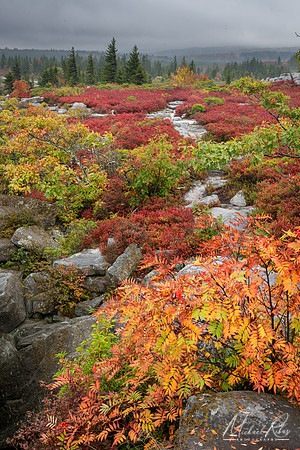Dolly Sods in Autumn (2024)