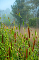 Summer Morning Cattails (2024)