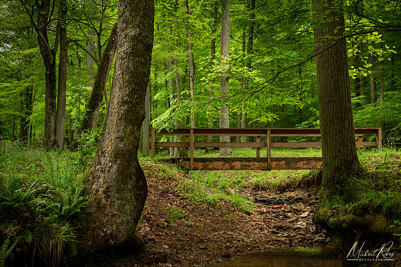 Spring at Mountwood (2024)
