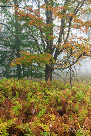 Canaan Ferns and Fall Foliage (2024)