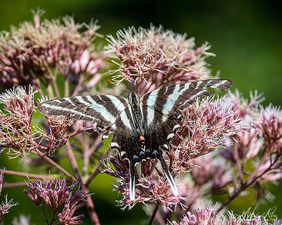 Zebra Swallowtail (2022)