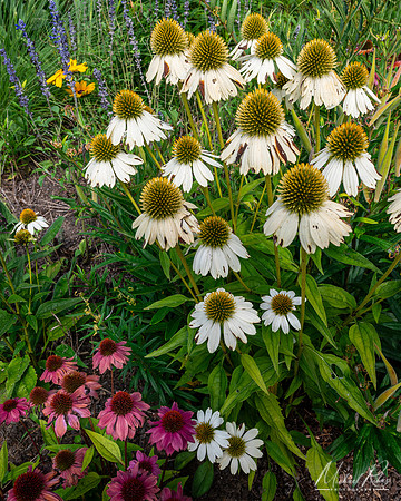 Summer Garden Flowers in Charlotte (2025)