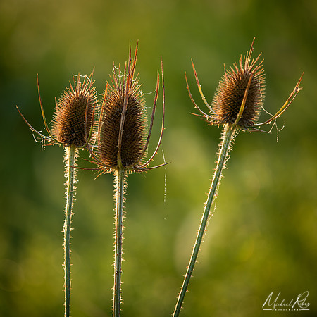 Thistles (2025)