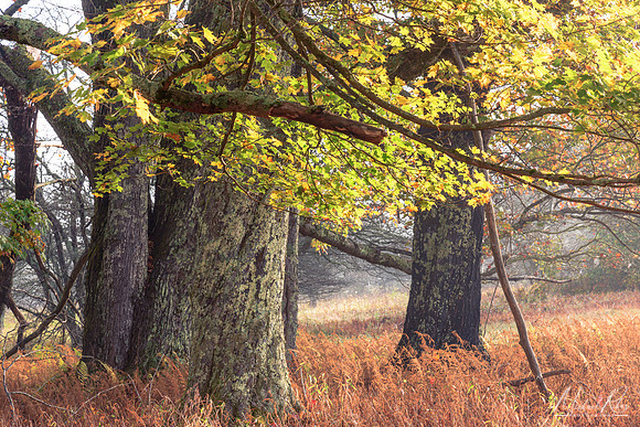 Canaan Valley Trees (2024)
