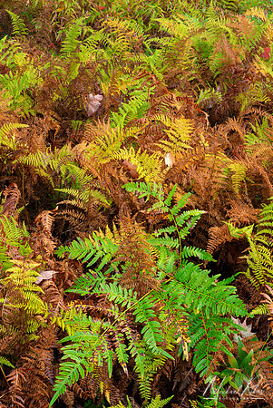 Ferns at Canaan Valley (2024)