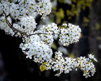 Blossums (2024)