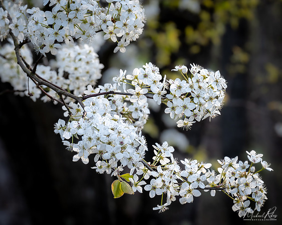 Blossums (2024)