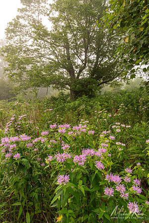 Summer Morning (2024)