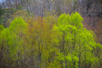 New Spring Foliage (2024)