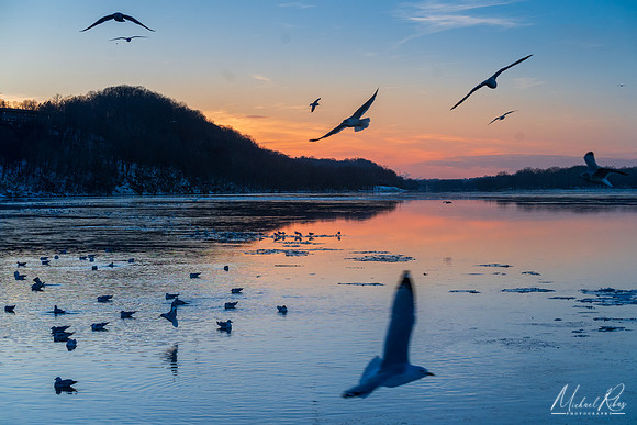 Seagulls on the Ohio (2024)