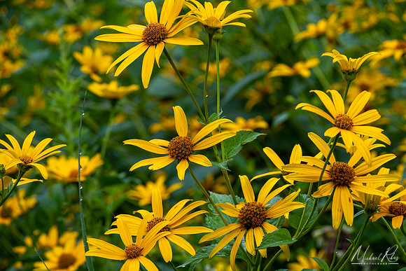 Black Eyed Susan (2022)