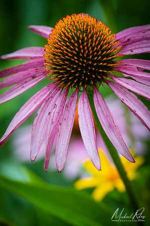 Coneflower (2022)