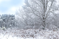 A Winter Day (2025)