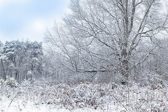 A Winter Day (2025)