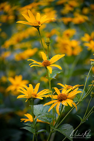 Summer Wildflowers (2022)