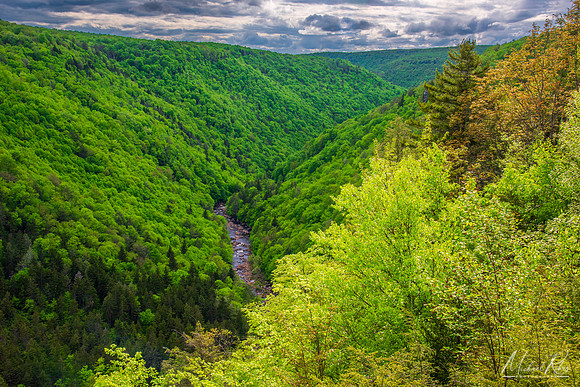 Blackwater Canyon in Spring (2024)
