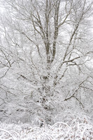 Snow Covered Branches (2025)