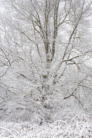 Snow Covered Branches (2025)