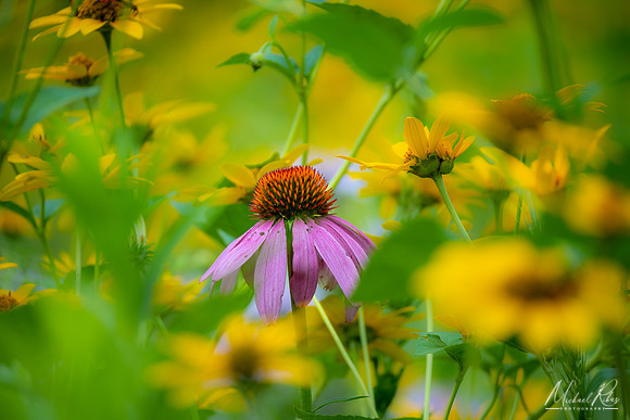 Coneflower (2022)