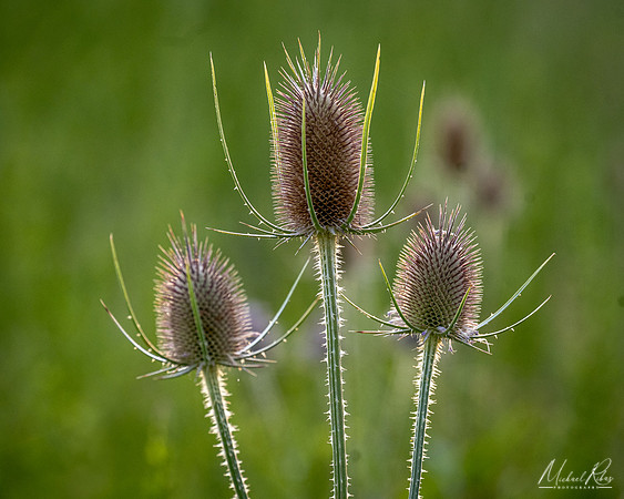 Thistle (2024)