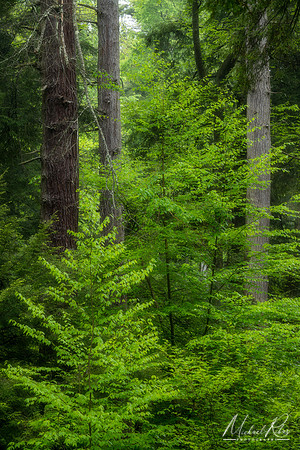 Cathedral Forest (2022)