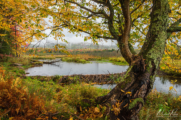 Beaver Pond on the Blackwater (2024)