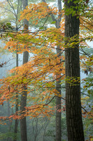 Forest Trees in Autumn (2024)