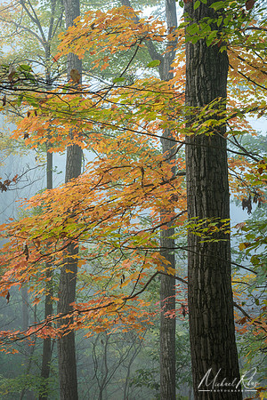 Forest Trees in Autumn (2024)
