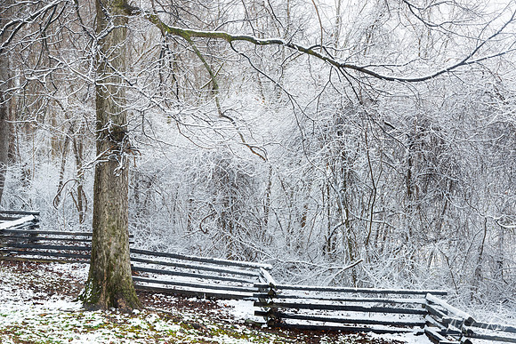 Snow Covered Branches (2024)