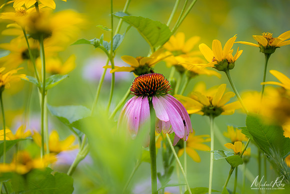 Coneflower (2022)