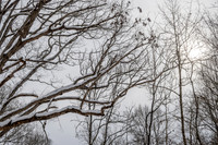 Winter Sky (2025)